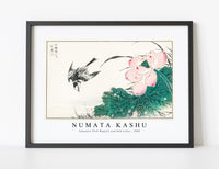 Numata Kashu - Japanese Pied Wagtail and Red Lotus illustration from Pictorial Monograph of Birds (1885)