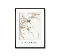 Numata Kashu - Japanese Grey Bunting and Rise Plant illustration from Pictorial Monograph of Birds (1885)