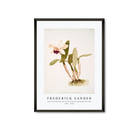 Frederick Sander - Cattleya (hybrida) parthenia from Reichenbachia Orchids-1847-1920