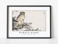 Numata Kashu - Japanese Scops Owl and Fir illustration from Pictorial Monograph of Birds (1885)