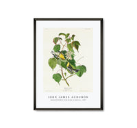 John James Audubon - Hemlock Warbler from Birds of America (1827)