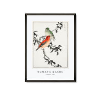 Numata Kashu - Crossbill illustration from Pictorial Monograph of Birds (1885)