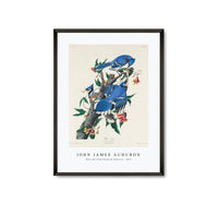 John James Audubon - Blue Jay from Birds of America (1827)