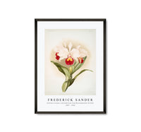 Frederick Sander - Cattleya trianaei schroederiana from Reichenbachia Orchids-1847-1920