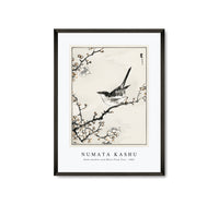 Numata Kashu - Bush-warbler and White Plum Tree illustration from Pictorial Monograph of Birds (1885)