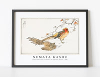 Numata Kashu - Golden Pheasant and Flower of Japanese Quince illustration from Pictorial Monograph of Birds (1885)