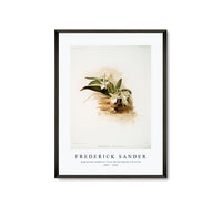 Frederick Sander - Angræcum humblotii from Reichenbachia Orchids-1847-1920