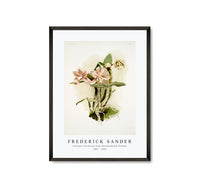 Frederick Sander - Cattleya o'brieniana from Reichenbachia Orchids-1847-1920
