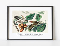 John James Audubon - Yellow-billed Cuckoo from Birds of America (1827)