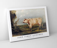 John James Audubon - A Young Bull (ca. 1849)