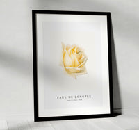 Paul de longpre - Study of a Rose (ca. 1898)