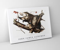 John James Audubon - Virginian Opossum