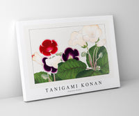 Tanigami Konan - Gloxinia flower