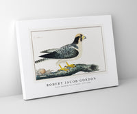 Robert Jacob Gordon - Falcon biarmicus Lanner falcon (1777–1786)