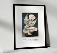 John James Audubon - Iceland or Jer Falcon from Birds of America (1827)