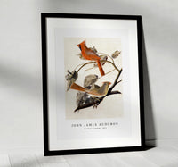 John James Audubon - Cardinal Grosbeak (1811)