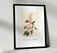 John James audubon - Columbian Humming Bird from Birds of America (1827)