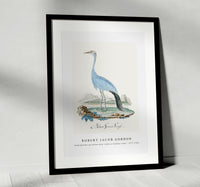 Robert Jacob Gordon - Anthropoides paradisea blue crane or Stanley crane (1777–1786)