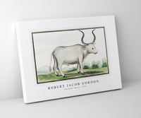 Robert Jacob Gordon - Bos taurus cape ox (1778)