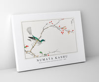 Numata Kashu - Brown-eared Bulbul and Dioecious Holly illustration from Pictorial Monograph of Birds (1885)