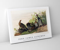 John James Audubon - Spotted Grouse from Birds of America (1827)