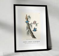 John James Audubon - White-breasted Black-capped Nuthatch from Birds of America (1827)