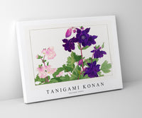 Tanigami konan - Aquilegia flower