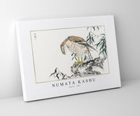 Numata Kashu - Osprey illustration from Pictorial Monograph of Birds (1885)