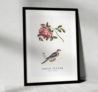 Johan Teyler - Rose and a Parakeet