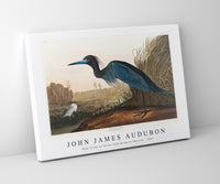 John James Audubon - Blue Crane or Heron from Birds of America (1827)