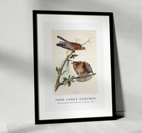 John James Audubon - Red-shouldered Hawk from Birds of America (1827)