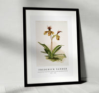 Frederick Sander - Cypripedium (hybridum) calypso from Reichenbachia Orchids-1847-1920