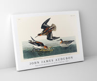 John James Audubon - Hyperborean phalarope from Birds of America (1827)