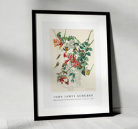 John James Audubon - Ruby-throated Humming Bird from Birds of America (1827)