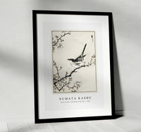 Numata Kashu - Bush-warbler and White Plum Tree illustration from Pictorial Monograph of Birds (1885)