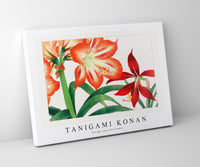 Tanigami Konan - Vintage amaryllis flower
