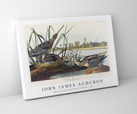 John James Audubon - American Snipe from Birds of America (1827)
