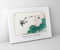 Numata Kashu - Japanese Pied Wagtail and Red Lotus illustration from Pictorial Monograph of Birds (1885)