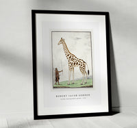 Robert Jacob Gordon - Giraffa camelopardalis giraffe (1779)