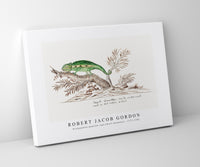 Robert Jacob Gordon - Bradypodion pumilum cape dwarf chameleon (1777–1786)