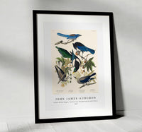 John James Audubon - Yellow-Billed Magpie, Stellers Jay, Ultramarine Jay and Clark's Crow from Birds of America (1827)