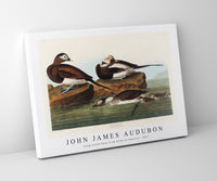 John James Audubon - Long-tailed Duck from Birds of America (1827)
