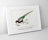 Numata Kashu - Green Pheasant illustration from Pictorial Monograph of Birds (1885)