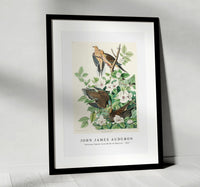 John James Audubon - Carolina Pigeon from Birds of America (1827)