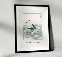 Numata Kashu - Riu Kiu House Swallow illustration from Pictorial Monograph of Birds (1885)