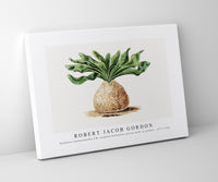 Robert Jacob Gordon - Boophone haemanthoides F.M. Leighton Hottentots poison-bulb, or giftbol (1777–1786)