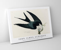 John James Audubon - Swallow-tailed Hawk from Birds of America (1827)