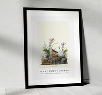 John James Audubon - Yellow-winged Sparrow from Birds of America (1827)