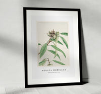 Megata Morikaga - Kashi during 1870–1880