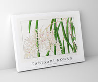 Tanigami Konan - Orchid flower